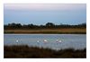Flamingos bei Salin-de-Giraud