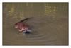 Biberratte, auch Bisam genannt schwimmend in einem Kanal der Camargue 