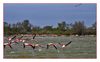 Flamingos
