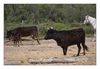 Camargue-Stiere an der kleinen Rhone