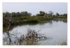 Reiher im Naturschutzgebiet bei Saintes Maries de la Mer
