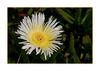 Delosperma, 'White Nugget' - Mittagsblume; S&uuml;dfrankreich