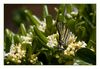 Segelfalter auf Pechsame-Bl&uuml;ten (Pittosporum tobira), Cap de Agde, S&uuml;dfrankreich