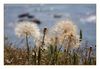 Tragopogon porrifolius (Roter Bocksbart- Salsify, Samenstand), Cap d'Agde, S&uuml;dfrankreich