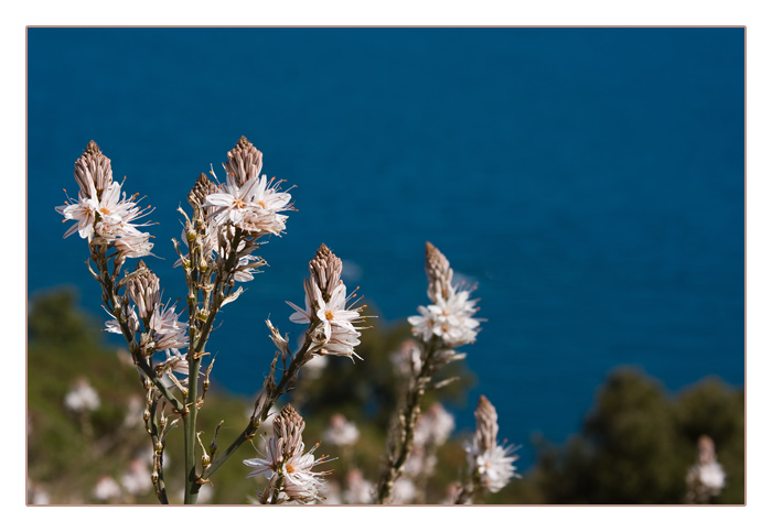 Wei&szlig;er Affodill, entlang an der K&uuml;ste Richtung Spanien