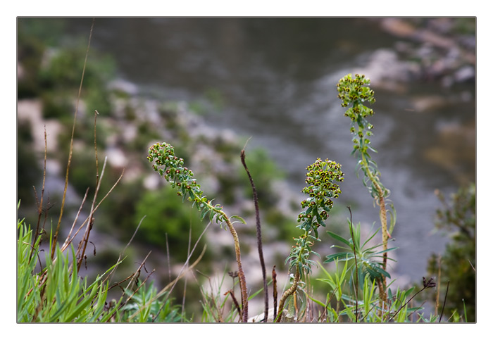Bl&uuml;mchen an der Schlucht Gorges de l’Ard&egrave;che