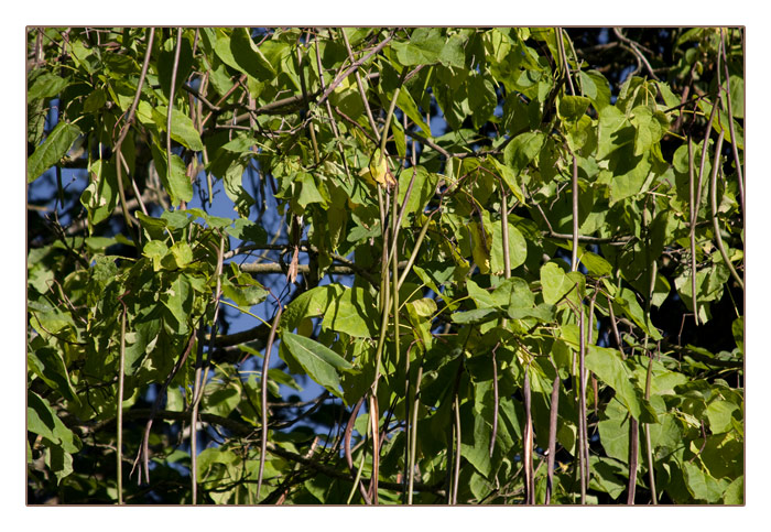 gew&ouml;hnlicher Trompetenbaum-Fr&uuml;chte