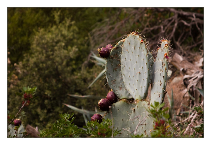 Feigenkaktus mit Fr&uuml;chten