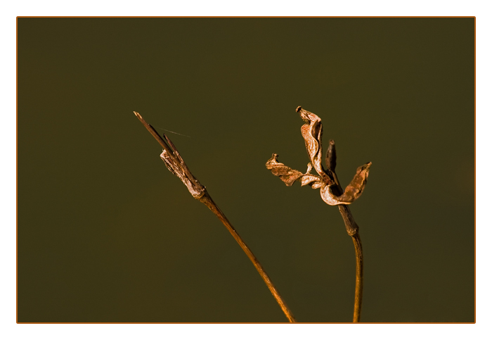 abgestorbenes Gew&auml;chs am Ufer eines Teichs