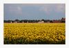Sonnenblumenfeld (w&auml;hrend der Fahrt fotografiert)