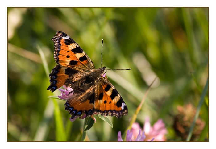 Schmetterling, kleiner Fuchs