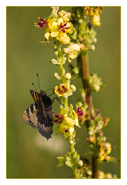 Schmetterling, Unterseite kleiner Fuchs, Mandre an der Maas