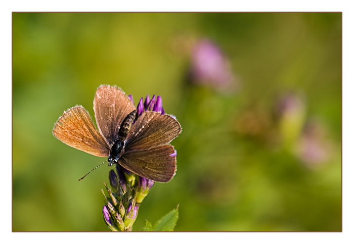 Bläuling-Weibchen, Polyommatus semiargus