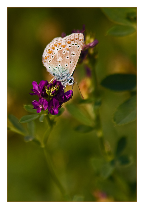 Hauhechel-Bläuling-Weibchen, Polyommatus icarus, Common Blue