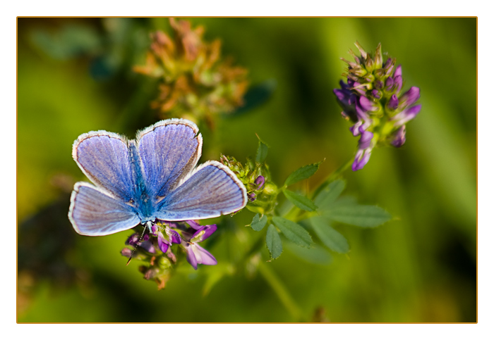 Hauhechel-Bläuling-Männchen, Polyommatus icarus, Common Blue
