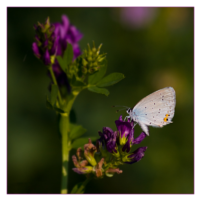 kurzschwänziger Bläuling, Cupido (Everes) argiades, Short-tailed Blue