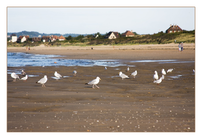Möwen bei Ebbe am Strand von Merville-Franceville-Plage