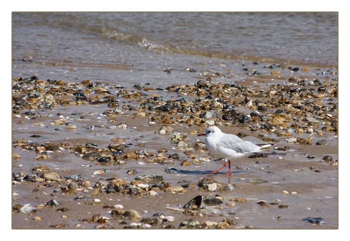 Möwe bei Ebbe am Strand von Merville-Franceville-Plage