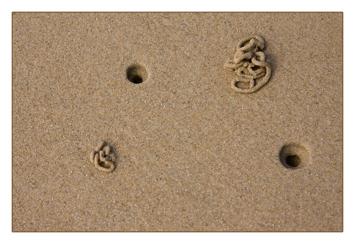 Strandwurmlöcher bei Ebbe, Le Rozel, Halbinsel Cotentin