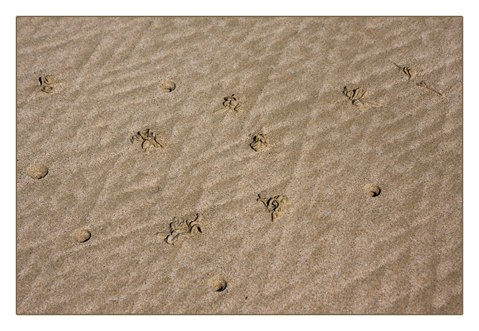 Strandwurmlöcher und Muster im Sand bei Ebbe, Le Rozel, Halbinsel Cotentin