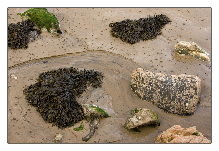 Meeresgrund bei Ebbe am Strand Plage du Palus, Plouha