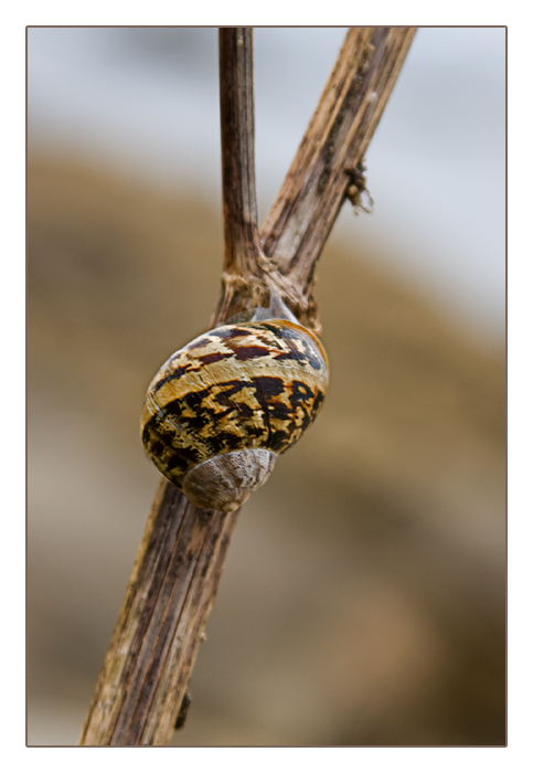 Schnecke, Algenfischer-Dorf Meneham, Ménez Ham bei Kerlouan
