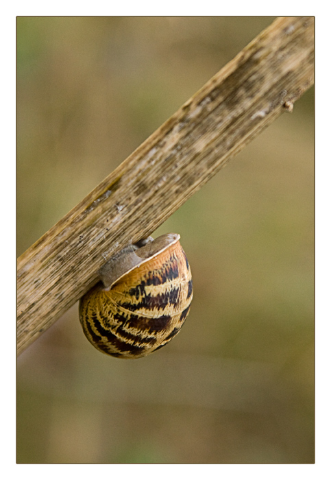 Schnecke, Algenfischer-Dorf Meneham, Ménez Ham bei Kerlouan
