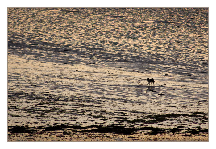 Hund im Sonnenuntergang bei Ebbe, Plage de Sainte-Marguerite, Landéda
