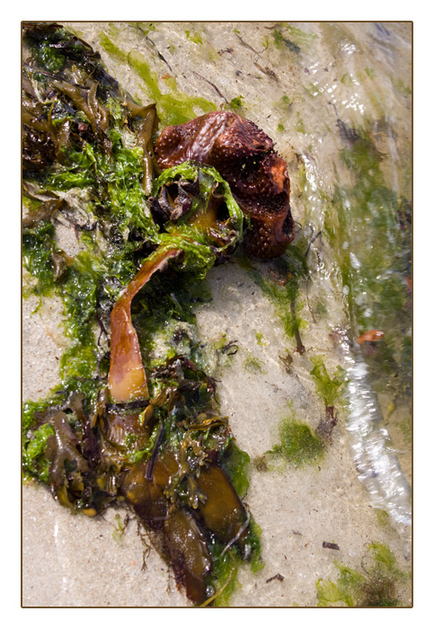 Strandgut-Braunalgen mit Knolle, Plage de Sainte-Marguerite, Landéda,