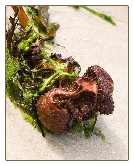 Strandgut-Braunalgen mit Knolle, Plage de Sainte-Marguerite, Landéda