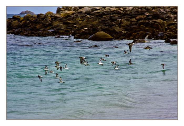Vogelschwarm, Plage de Sainte-Marguerite, Landéda