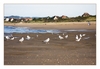 Möwen bei Ebbe am Strand von Merville-Franceville-Plage, Calvados, Basse-Normandie