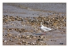 Möwe bei Ebbe am Strand von Merville-Franceville-Plage, Calvados, Basse-Normandie