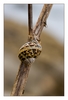 Schnecke, Algenfischer-Dorf Meneham, Ménez Ham bei Kerlouan, Finistère, Bretagne