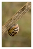 Schnecke, Algenfischer-Dorf Meneham, Ménez Ham bei Kerlouan, Finistère, Bretagne