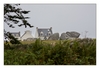 Häuser und Felsen, Algenfischer-Dorf Meneham, Ménez Ham bei Kerlouan, Finistère, Bretagne