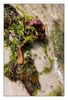 Strandgut-Braunalgen mit Knolle, Plage de Sainte-Marguerite, Landéda, Finistère, Bretagne