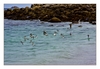 Vogelschwarm, Plage de Sainte-Marguerite, Landéda, Finistère, Bretagne