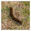 Brombeerspinner-Raupe, Macrothylacia rubi, Fox Moth, Camaret-sur-Mer, Halbinsel Crozon, Finistère, Bretagne