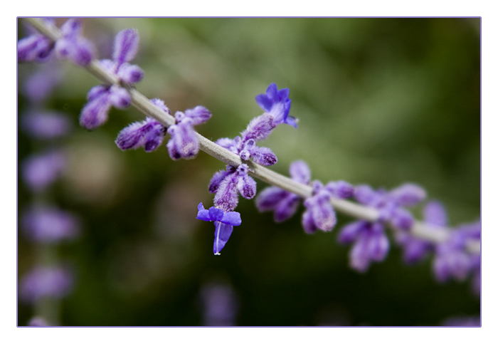 Blauraute Perovskia abrotanoides