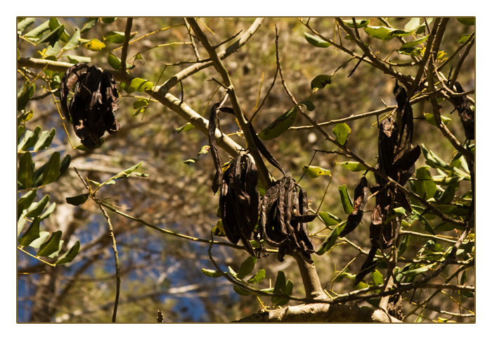 Johannisbrotbaum mit gebogenen, bohnen&auml;hnlichen Fr&uuml;chten