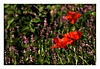 Mohnblumen bei Sant Pere Pescador, Costa Brava