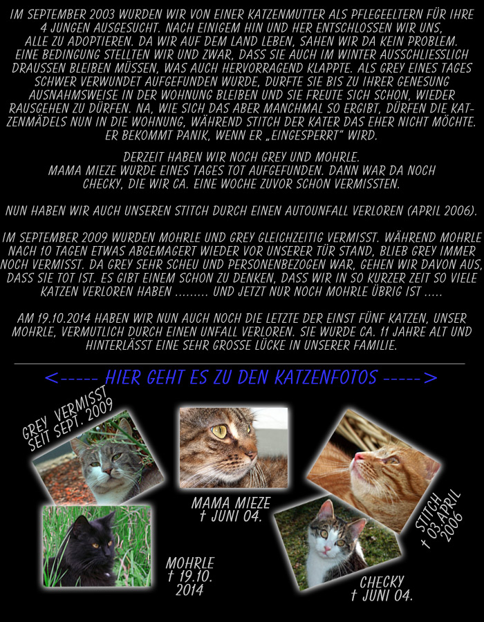 meine Katzen