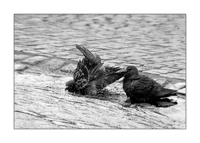 Tauben baden im Brunnen auf dem Marktplatz in Waren an der M&uuml;ritz