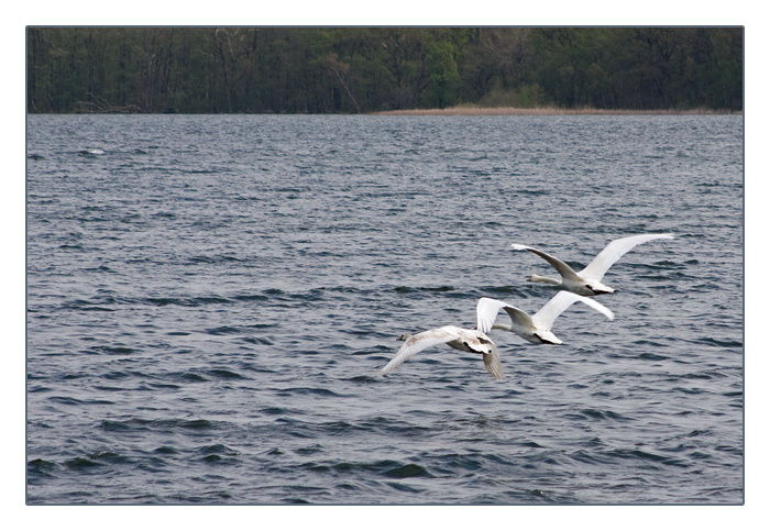Gänse beim Flug über den See