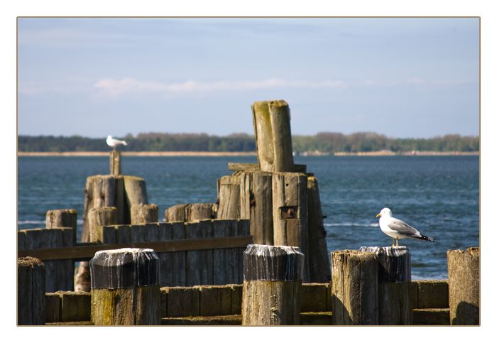 M&ouml;wen an der Wittower F&auml;hr&uuml;berfahrt, Insel R&uuml;gen