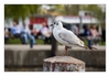 Möwe am Hafen, Waren an der Müritz