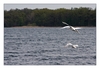 Gänse beim Flug über den See
