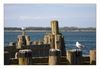 Möwen an der Wittower Fährüberfahrt, Insel Rügen