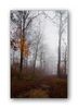 der Bergwald von Ohmden im Nebel